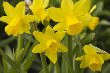 Closeup of yellow daffodils in the garden