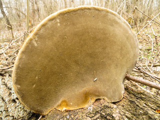 tree fungus