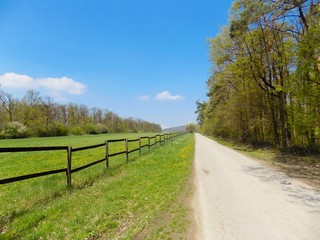 Asphalt road between forest and meadow
