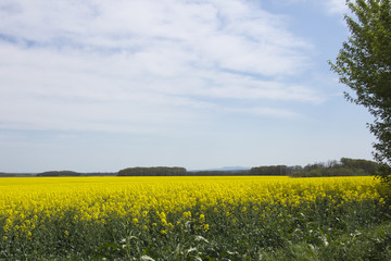 Fototapeta premium View of a beautiful field of bright yellow canola or rapeseed in Hungary