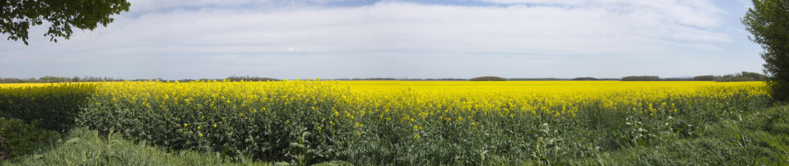 Fototapeta premium Panorama view of a beautiful field of bright yellow canola or rapeseed in Hungary