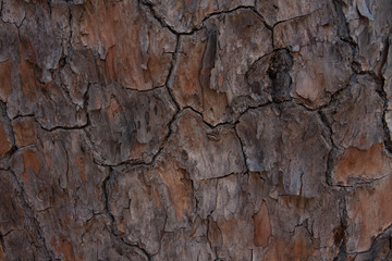 Closeup detail of the bark on a torrey pine tree