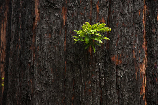 Fototapeta New growth on a sequoia tree after a fire has burned the trunk