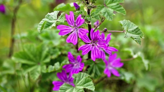 Malva sylvestris wild flower on a windy day and a green background