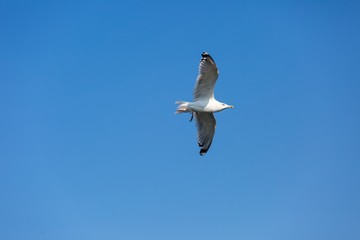 Seagull, wild bird