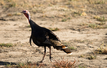 Male Turkey Running Tall Growth Big Wild Game Bird