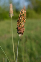 Timothy grass (Phleum pratensis)