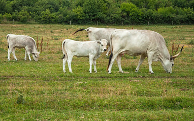 Famous Hungarian grey cattle