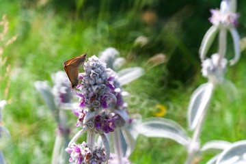 Beautiful butterfly sitting on plant