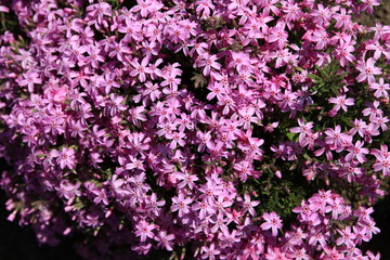芝桜（秩父）