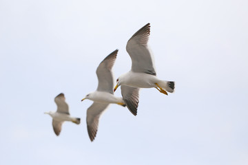 Obraz premium ウミネコ