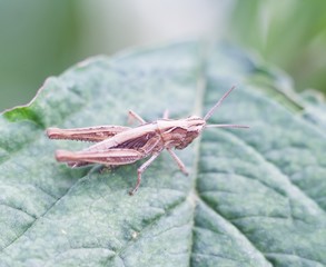 Grasshopper sitting on plant