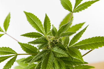 Cannabis Plant Growing shown on a bright background