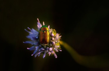 Little bug macro