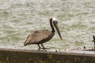 Brown Pelican