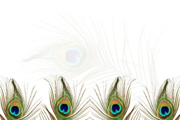 Obraz premium beautiful peacock feather as background with text copy space