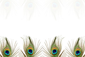 Obraz premium beautiful peacock feather as background with text copy space