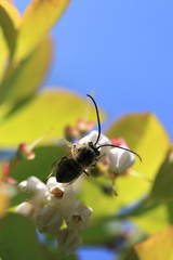 ハナバチとブルーベリーの花