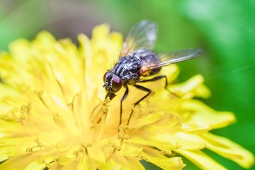 Fly sitting on plant