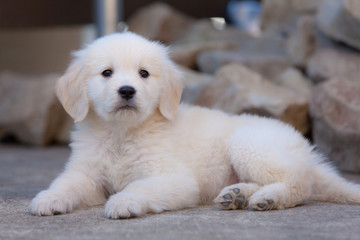 可愛いゴールデンレトリバーの仔犬 © masashi09