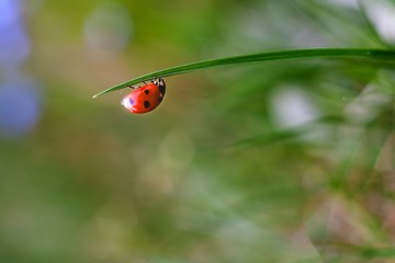 Springtime ladybug