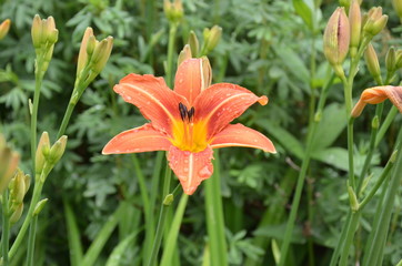 Fototapeta premium Orange flowers