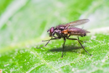 Fly sitting on plant