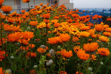 キンセンカ　カレンデュラ　花畑