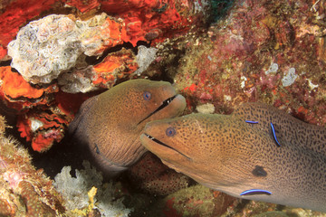 Pair of two Giant Moray Eels