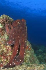 Big Red Octopus on coral reef underwater