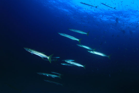 Barracuda fish underwater in blue ocean