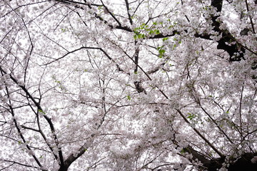 桜　満開　石神井川　川　見上げる
