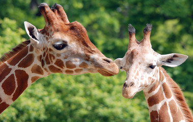 The giraffe (Giraffa camelopardalis) is an African even-toed ungulate mammal, the tallest of all extant land-living animal species, and the largest ruminant.  © Daniel Meunier