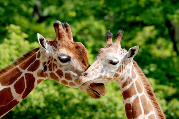 La girafe (Giraffa camelopardalis) est un mammifère africain ongulé à doigts égaux, la plus grande de toutes les espèces animales terrestres existantes et le plus grand ruminant.