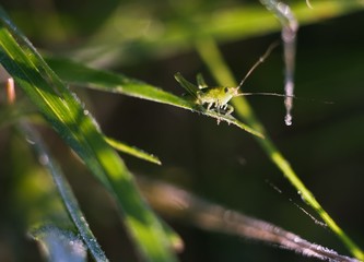 Grasshopper sitting on plant