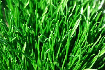 Fototapeta na wymiar green grass growing in spring
