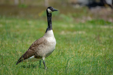 Canada goose, Branta canadensis. Wildlife animal. close-up