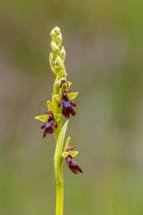 Blooming Fly Orchid