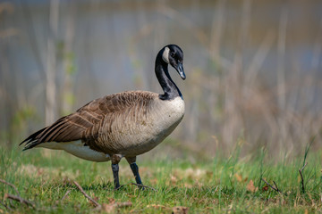 Canada goose, Branta canadensis. Wildlife animal. close-up