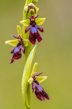 Fototapeta Close of Blooming Fly Orchid