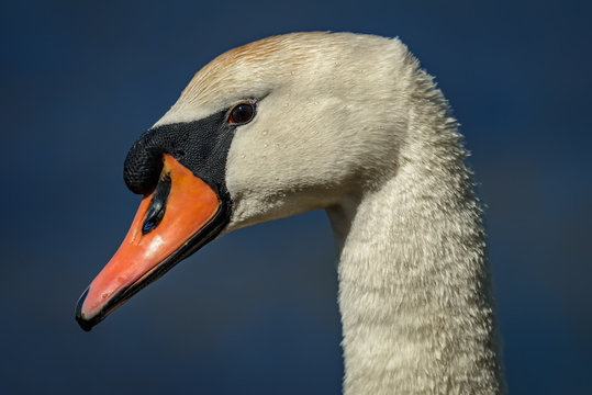 Head of Mute swan (Cygnus olor) against blue water