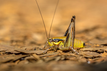Bush Cricket Katydid