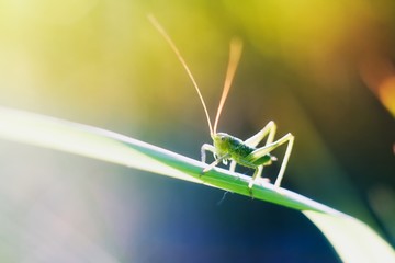 Grasshopper sitting on plant