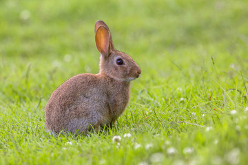 Fototapeta premium Wild European rabbit sideview