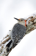 Female Red bellied Woodpecker (Melanerpes carolinus) clinging to a snowy branch.