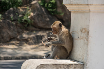 monkey  in thailand.