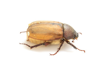 Cockchafer, May bug on white