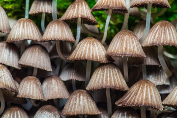 Mushroom Colony