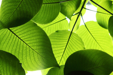 Soft focused green leaves background. Apply for natural ecology summer background and fresh wallpaper concept.