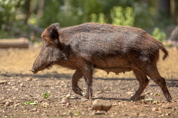 Female Wild Boar